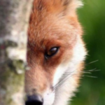 Profile picture of Lis67